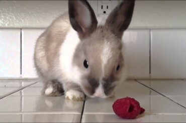 CUTE Bunny Eating Raspberries