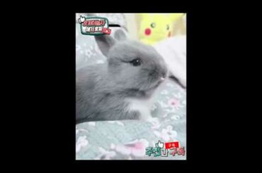 [토끼 키우기]예쁜 아기-새끼 토끼들 토토는 어디에있을까요?/[Rabbit Raising] Pretty Baby Bunny Where's Toto?
