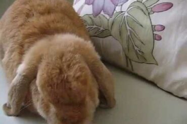 Cute Bunny