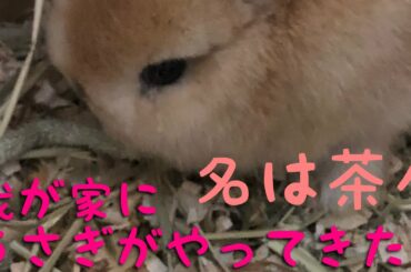 かわいいうさぎの赤ちゃん我が家にやってきた　cute rabbit