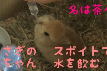 かわいいうさぎの赤ちゃんスポイトで水を飲む　cute rabbit