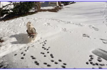 Lacey the snow ❄⛄ bunny | Cute Shih Tzu dog 🐾
