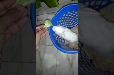 Rabbit eating Broccoli.