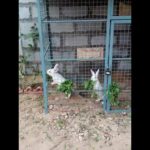 Cute Rabbits (2)