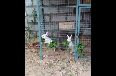 Cute Rabbits (2)