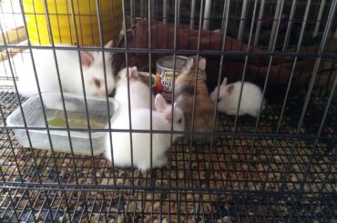 mini bunnies, possibly worlds smallest rabbits !!