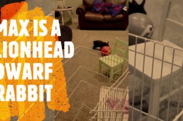 Cute & Funny BUNNY -- Lion head Dwarf Rabbit, "Mad" Max Plays Soccer