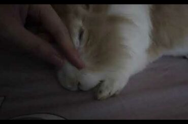 touch a sleeping bunny