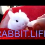 RABBIT LIFE - Cute Funny Baby Bunny Rabbit!