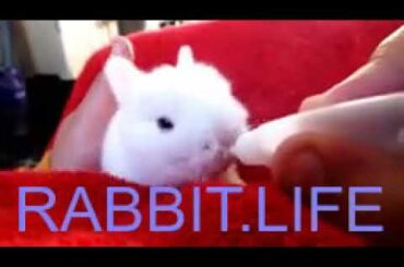 RABBIT LIFE - Cute Funny Baby Bunny Rabbit!