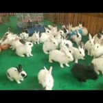 a lot cute rabbits, cute bunny ##