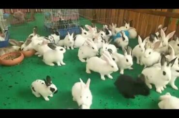 a lot cute rabbits, cute bunny ##