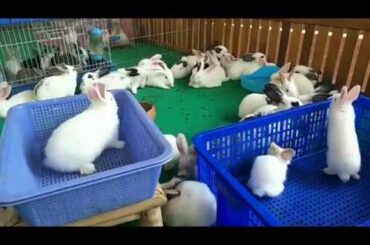 cute Rabbit , cute bunny live happy###