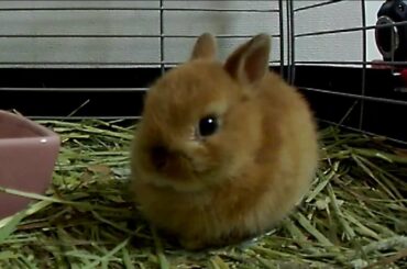Cute Baby Bunny Rabbit カメラの前のネザーランドドワーフの子うさぎ!! Netherland Dwarf