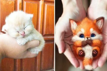 Animals SOO Cute! Cute baby animals Videos Compilation cutest moment of the animals #5