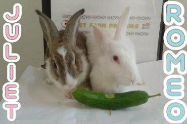 RABBİT EATİNG CUCUMBER ASMR   Rabbits ROMEO and JULİET #rabbits #bunnies #rabbit