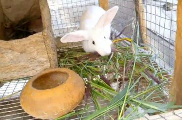 How Do Rabbits Take Care Of Their Babies? | RabbitRange