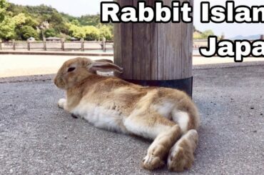 [Cutest]Rabbits that seemed to sleep | Rabbit Island in Japan（大久野島/うさぎ島）