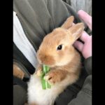 TOO CUTE! Baby Bunny Rabbit Eating Tender Greens
