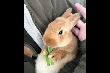 TOO CUTE! Baby Bunny Rabbit Eating Tender Greens