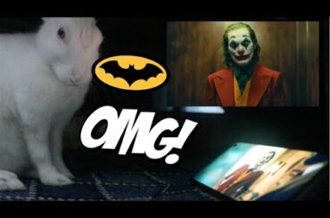Cute Rabbit's reaction to Joker trailer