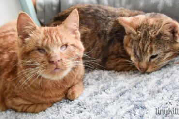 Thor and Nyla, BLIND feral cats!  TinyKittens.com