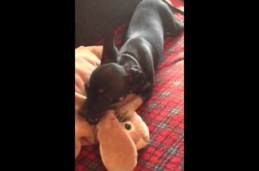 Tickle chewing bunny 2014