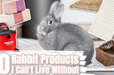 10 Rabbit Products I Can Not Live Without