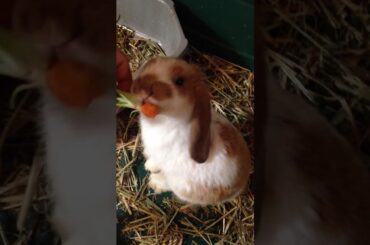 Rama krishna the cutest lop bunny rabbit in the world