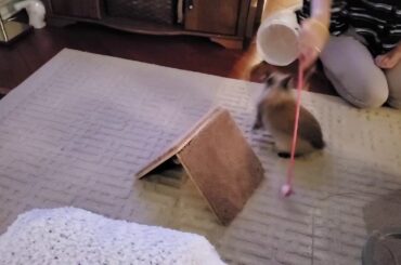 Gizmo The Baby Lionhead Rabbit- A-frame freestyling Jan16/20 (©)🇨🇦