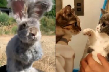 Cute Animals and Fluffy Rabbits 🥰 Pet Compilation 2020