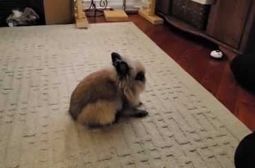 Gizmo The Baby Lionhead Rabbit - "walk backwards" clicker training day 1. Jan26/20 (©)