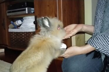 Gizmo The Baby Lionhead Rabbit- "ring the bell" 1st day of clicker training Jan25/20 (©)
