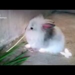 Cute bunny tiktok