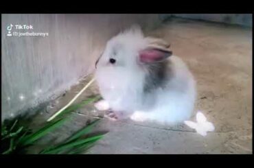 Cute bunny tiktok