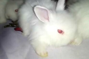 Lionhead double Mane Rabbit Bunnies