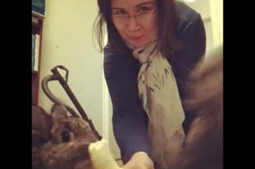 Bunnies eating banana