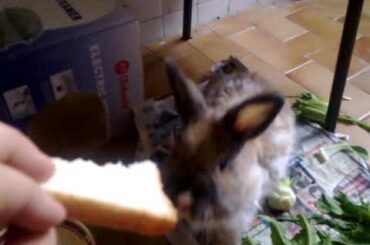 Cute bunny standing up