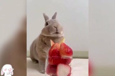 Cute Jumpy Bunny Rabbits You Want To Snuggle!