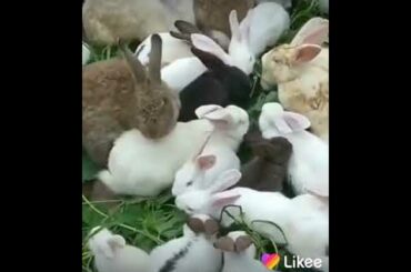 Butiful rabbit  🐇🐇