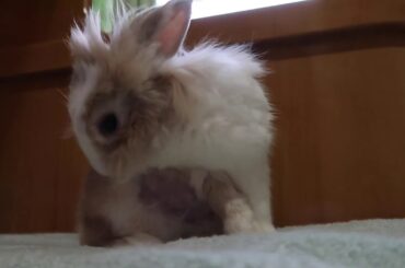 Rabbit licks and cleaning her body （after shaving)