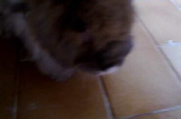 Cute bunny with twitching white nose