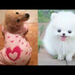 Cute baby animals Videos Compilation cute moment of the animals   Soo Cute! #30