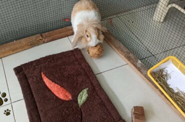 Bunny Bangs | cute or weird ???