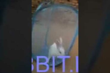 RABBIT LIFE - Cute and funny rabbit videos