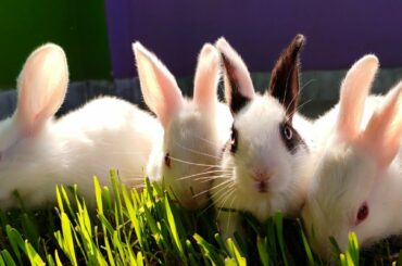 Four Naughty baby Bunnies🐇🐇 doing Cute thing||