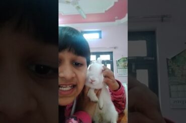 Showing my 🐇 cute rabbits #cute#soft#fat