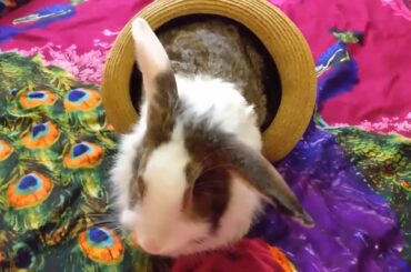 My Rabbit try follow me for playing my hat