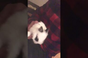 Baby Bunny Playing arround