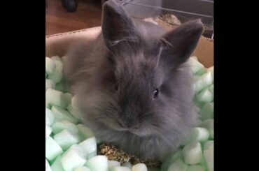 Cute baby bunny - short compilation